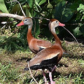 Black-bellied Whistling-duck, South Padre Island, Texas